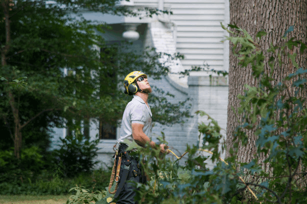 Tree Removal Ipswich